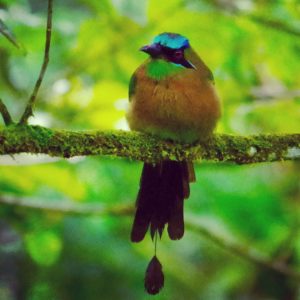Turquoise-browed Motmot in front of treehouse 