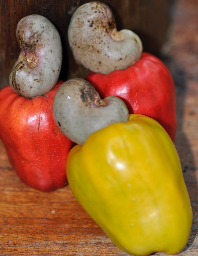 Colorful cashew fruit of Costa RicaFinca Bellavista Community