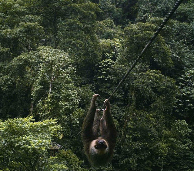 Sloth uses zip line to cross river at Finca Bellavista treehouse