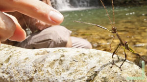 Man and wildlife in harmony at Finca Bellavista