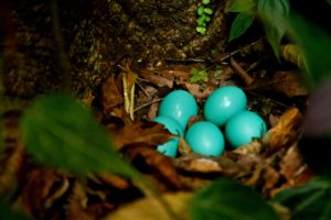 Tinamou eggs by Kai Cabunoc-Boettcher