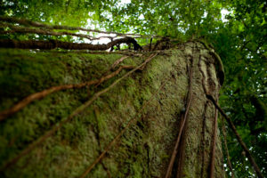 Rainforest tree at Finca Bellavista by James Lozeau