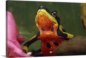 harlequin-frog