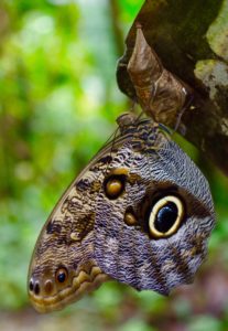 Owl butterfly emerged from cocoon